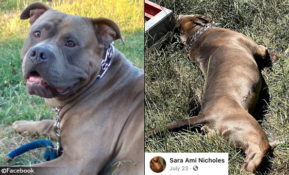 Amber LaBelle killed in dog attack