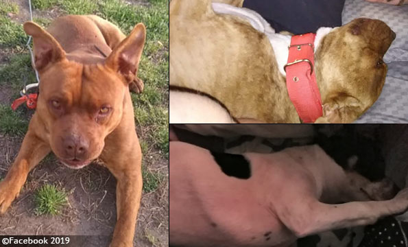 Abbeville County dog attack