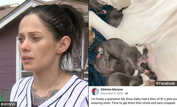 horrific pit bull mauling san antonio