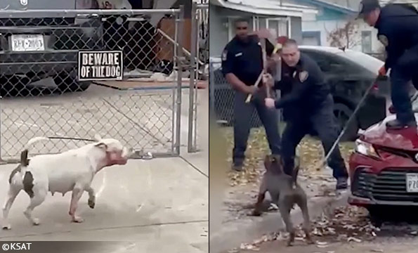 horrific pit bull mauling san antonio