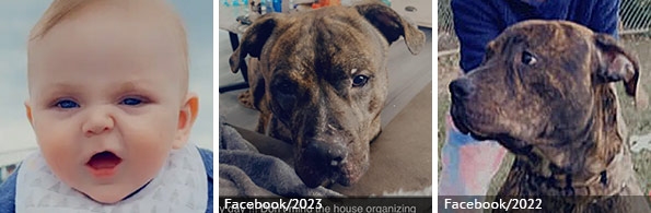 Royal Bates - fatal pit bull attack, 2024 breed identification photograph